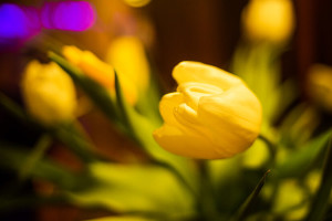 ПРОГРАММА: FLOWERS PARTY